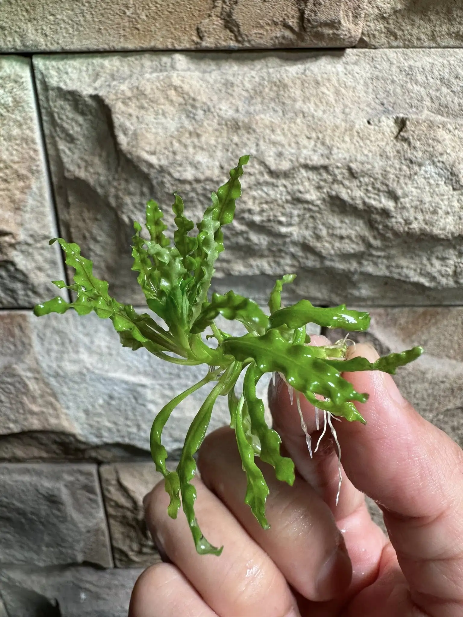 Aquascaping steps - Connecting - IAPLC 2025 Honor Prize - Long Tran Hoang / Vietnam